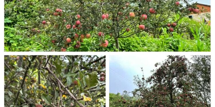 बारीमै थन्कियो स्वामीकार्तिकको स्याउ, सडक र बजार नहुँदा किसान चिन्तित ।