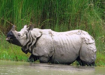 नेपालमा गैंडाको संख्या ७५२, संरक्षण चुनौती भने उस्तै
